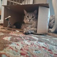 Pamoist Pet Hospital ico