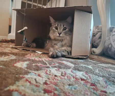Pamoist Pet Hospital