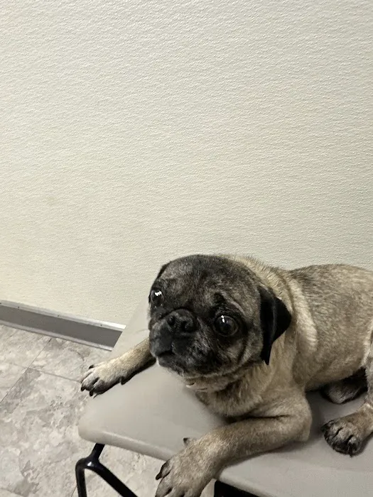 Pamoist Pet Hospital Picture 9