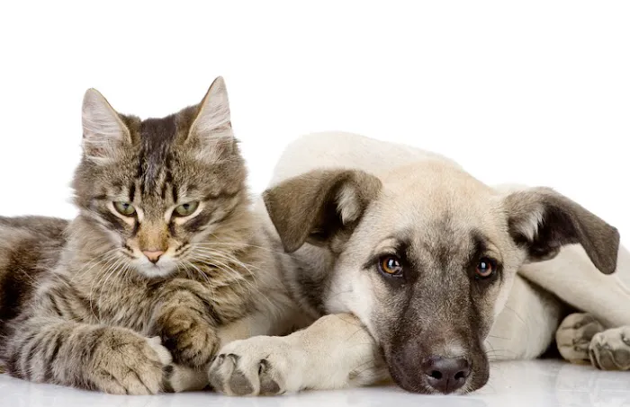 Northpointe Animal Hospital Picture 2