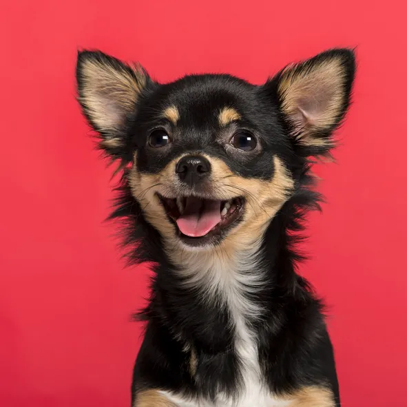 Northpointe Animal Hospital Picture 5