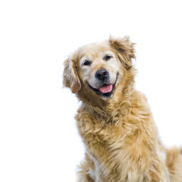 Northpointe Animal Hospital Picture 10
