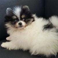 Valley View Veterinary Hospital ico