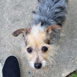 Sac Pet vet
