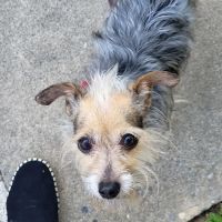 Sac Pet vet ico
