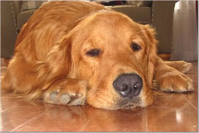 Sac Pet vet Picture 5