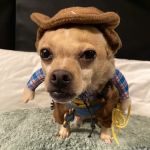 Foothill Farms Veterinary Hospital