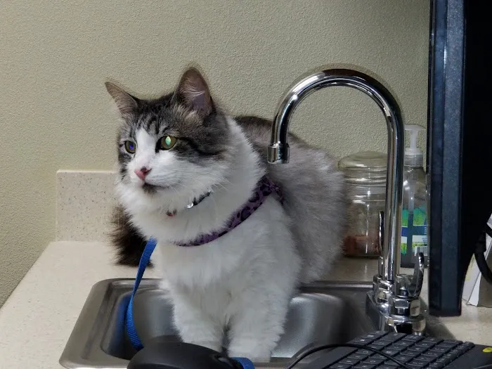Foothill Farms Veterinary Hospital Picture 5
