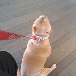 Banfield Pet Hospital