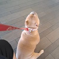 Banfield Pet Hospital ico