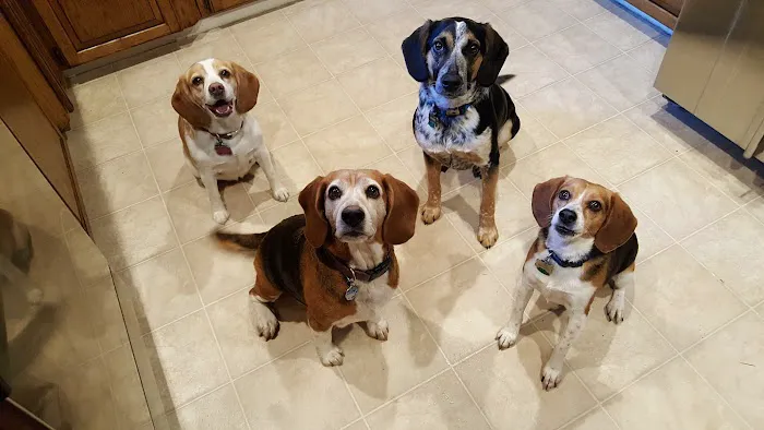 Banfield Pet Hospital Picture 9