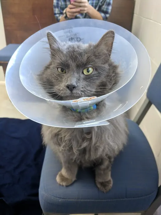 Sacramento Cat Hospital Picture 1