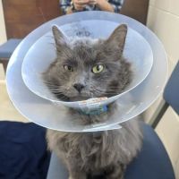 Sacramento Cat Hospital ico