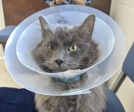 Sacramento Cat Hospital