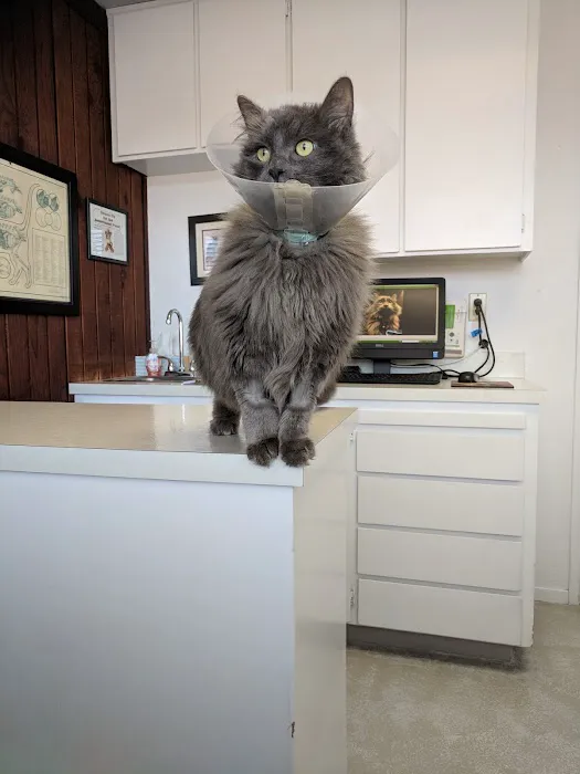 Sacramento Cat Hospital Picture 2