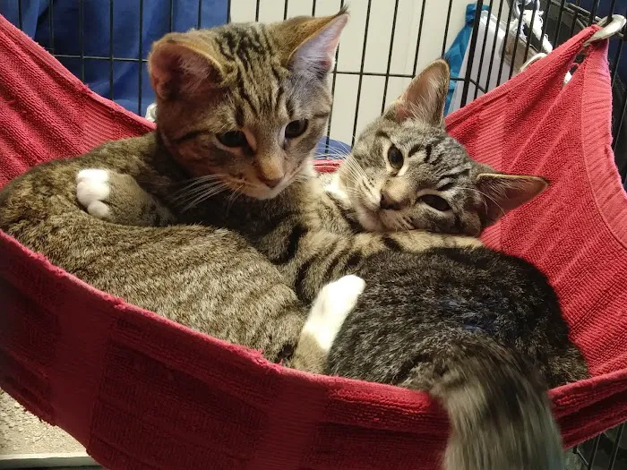 Sacramento Cat Hospital Picture 6
