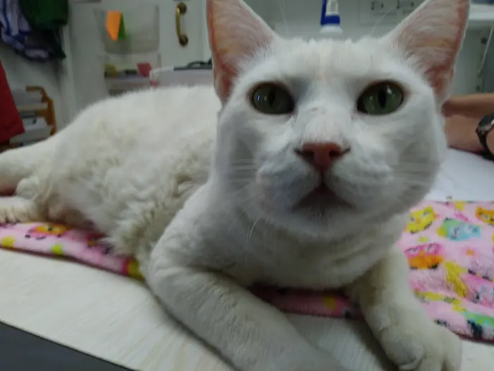 Sacramento Cat Hospital Picture 9