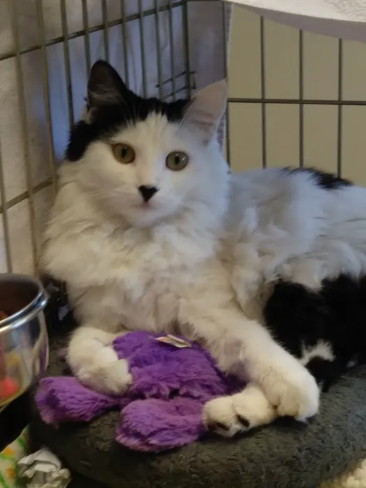 Sacramento Cat Hospital Picture 10