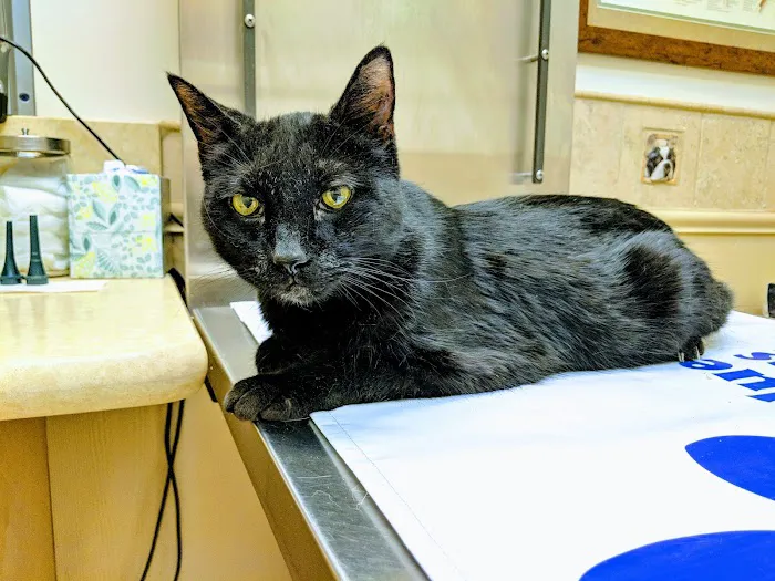 BLUE CROSS PET HOSPITAL Picture 2