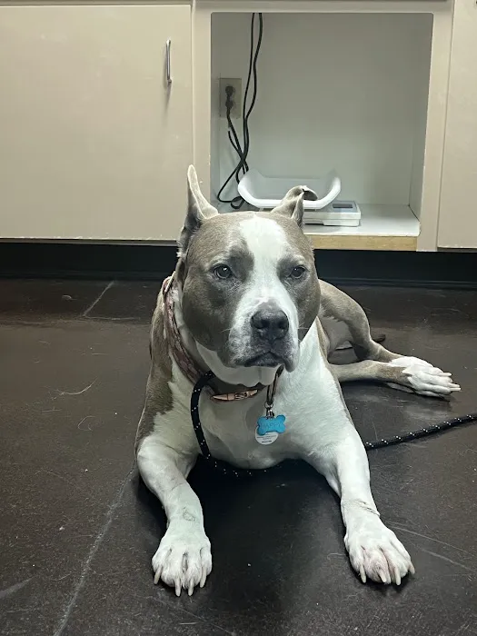 VCA Sacramento Veterinary Referral Center Picture 6