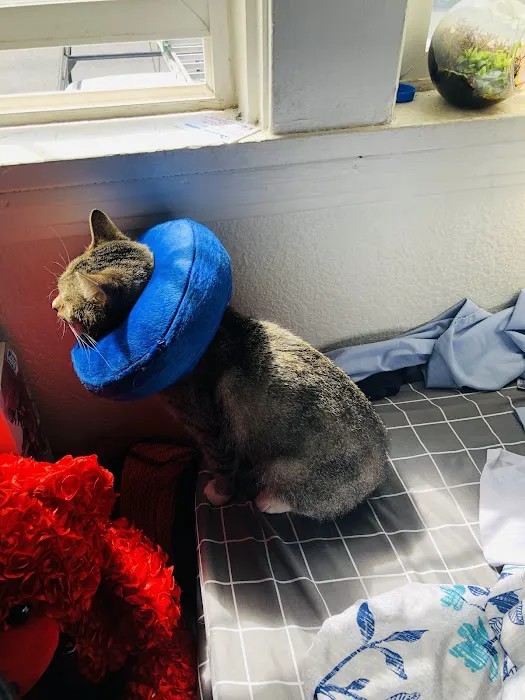Sacramento Veterinary Referral: Hammond Genevieve DVM Picture 1
