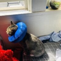 Sacramento Veterinary Referral: Hammond Genevieve DVM ico