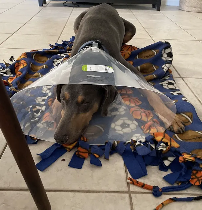 Sacramento Veterinary Referral: Hammond Genevieve DVM Picture 4