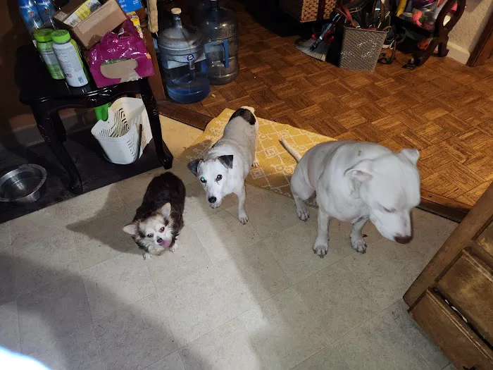 Sacramento Veterinary Referral: Hammond Genevieve DVM Picture 5