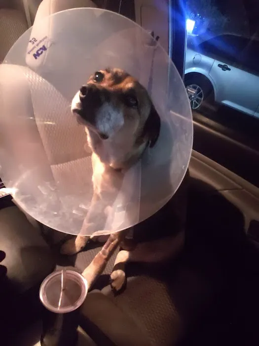 Sacramento Veterinary Referral: Hammond Genevieve DVM Picture 7