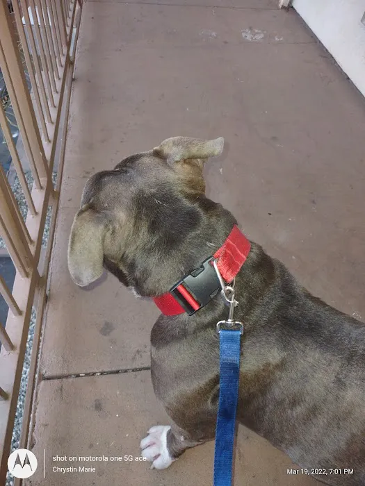 Sacramento Veterinary Referral: Hammond Genevieve DVM Picture 6