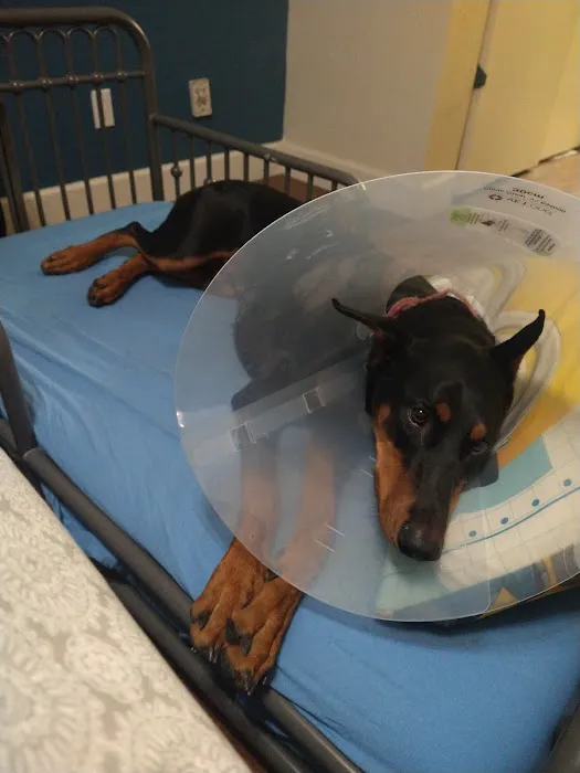 Hillsdale Animal Hospital Picture 6