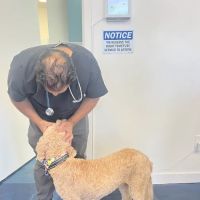 United Pet Hospital Sacramento ico