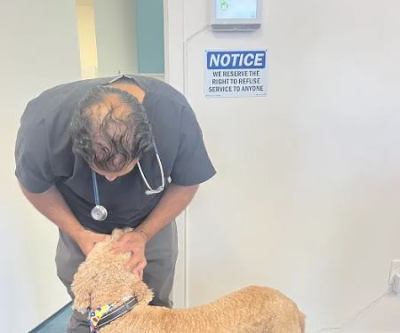 United Pet Hospital Sacramento