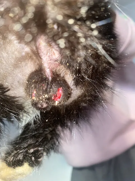 Community Spay Neuter Clinic Picture 9