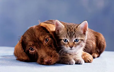 VCA Mueller Pet Medical Center Picture 2
