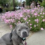 VCA Mueller Pet Medical Center