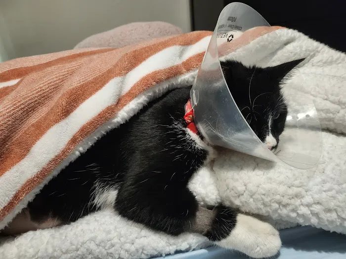 VCA Mueller Pet Medical Center Picture 7
