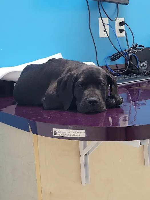 Capital Pets Animal Hospital - Sacramento Picture 8