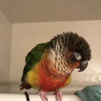 Avian Health Services ico