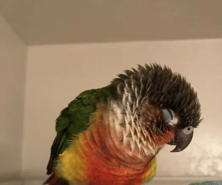 Avian Health Services