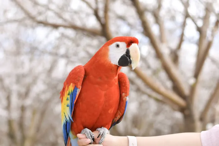 Avian Health Services Picture 2