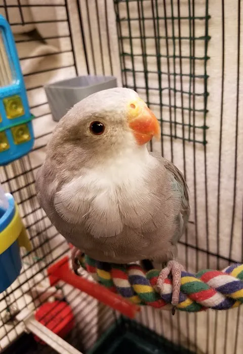 Avian Health Services Picture 3