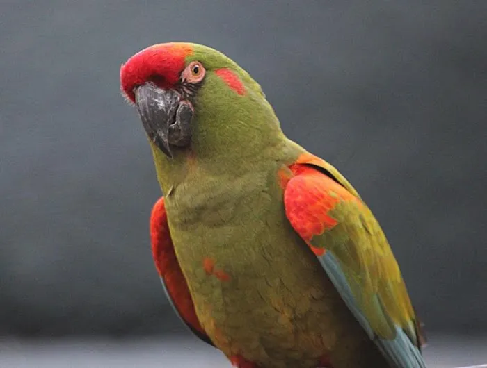 Avian Health Services Picture 5