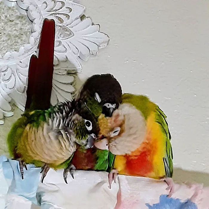 Avian Health Services Picture 4