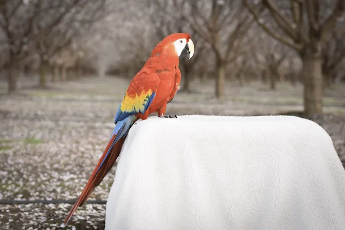 Avian Health Services Picture 7