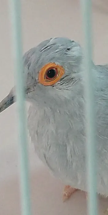 Avian Health Services Picture 8