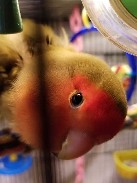 Avian Health Services Picture 9