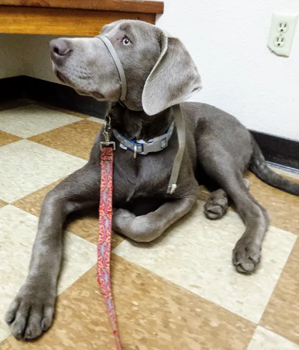 Rio Linda Veterinary Clinic Picture 2
