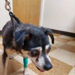 Rio Linda Veterinary Clinic