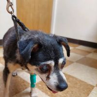 Rio Linda Veterinary Clinic ico